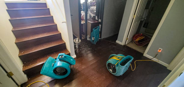 Best Carpet water damage restoration  in Linden, MI