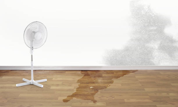Best Water damage restoration process  in Linden, MI
